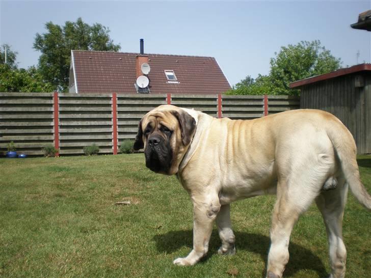 Mastiff Nicolai billede 3