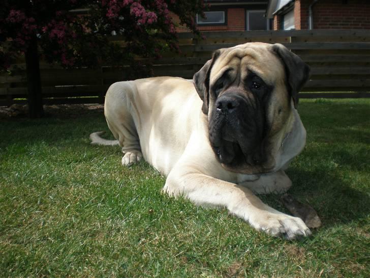 Mastiff Nicolai billede 5