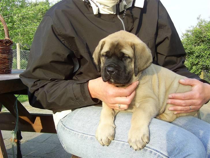 Mastiff Nicolai - har lige fået nicolai billede 6