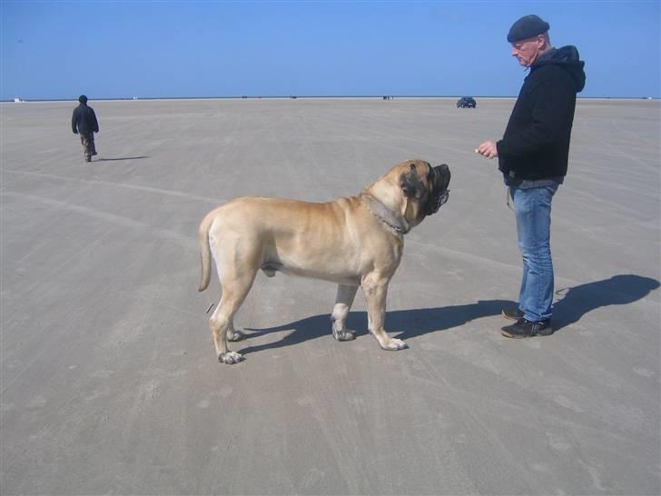 Mastiff Nicolai billede 7