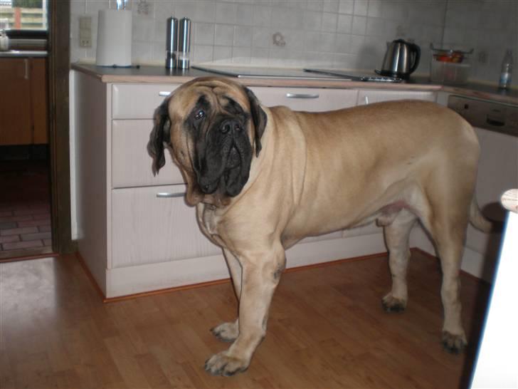 Mastiff Nicolai billede 9