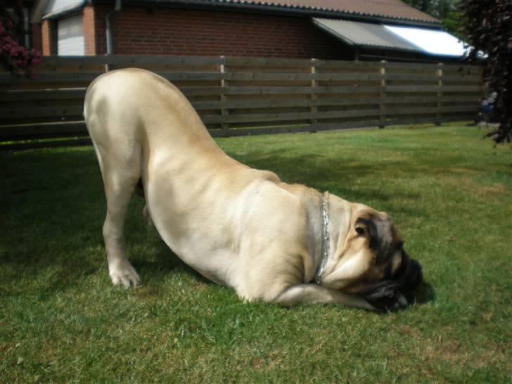 Mastiff Nicolai billede 10