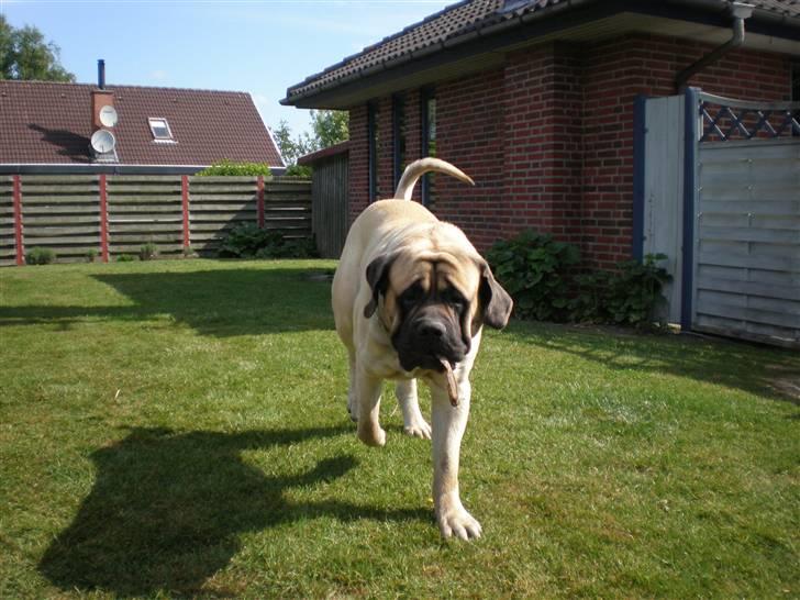 Mastiff Nicolai billede 11