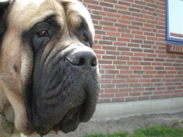 Mastiff Nicolai - Dav  billede 12