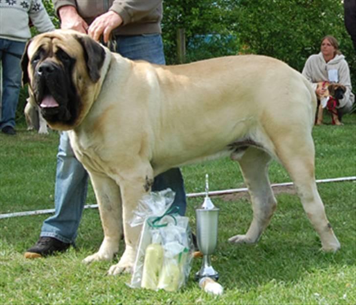 Mastiff Nicolai - 1. Plads billede 13