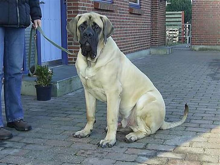 Mastiff Nicolai - nicolai 9 md gammel billede 14