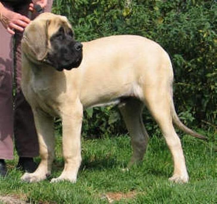 Mastiff Nicolai - nicolai 4 md gammel billede 15