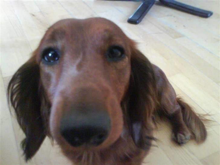 Gravhund Cami - XD billede 1