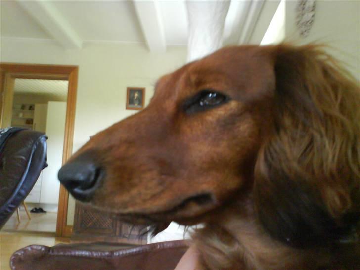 Gravhund Cami - min elskede billede 2