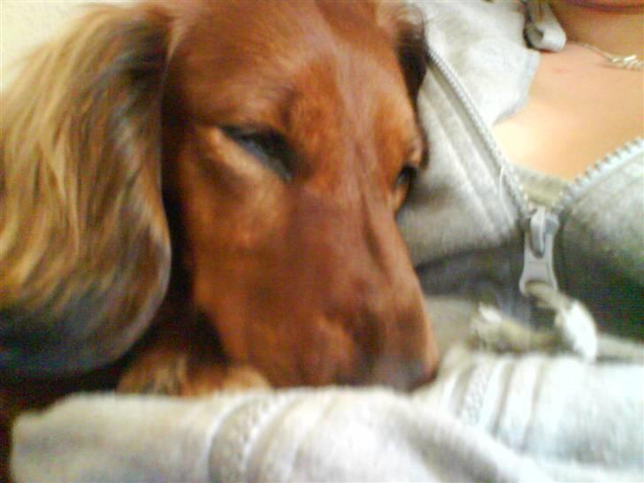 Gravhund Cami - Hun er så smuk billede 3