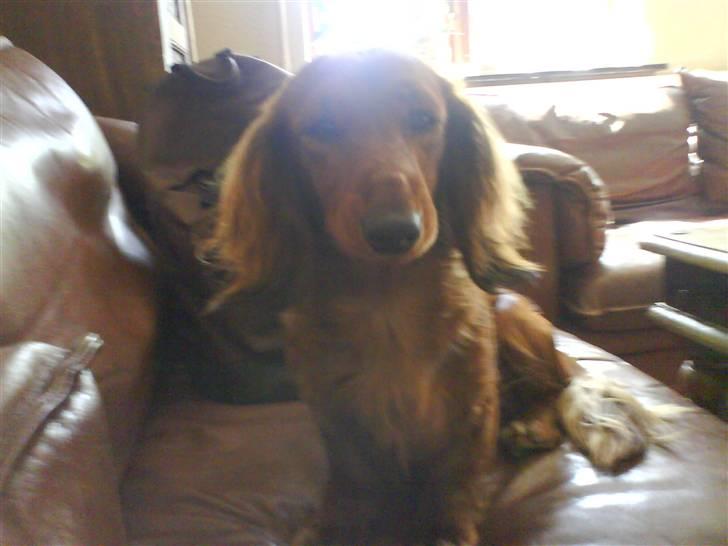 Gravhund Cami - smuk billede 4