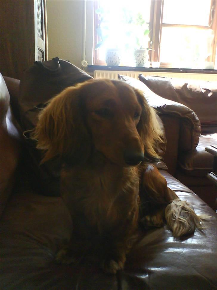 Gravhund Cami - Cami billede 5