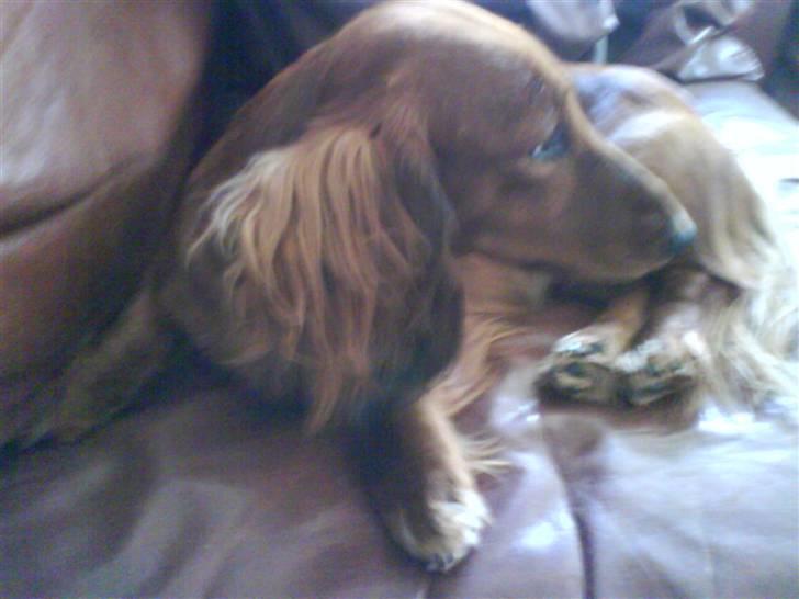 Gravhund Cami - love billede 6