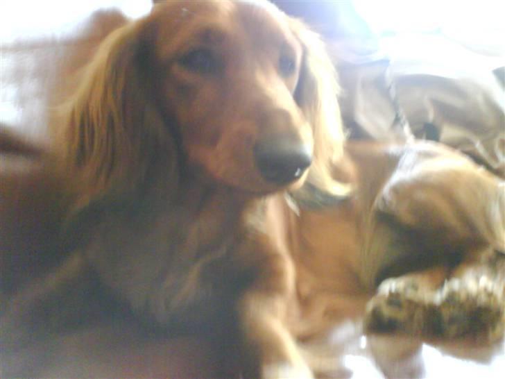 Gravhund Cami - fin fin fint billede 7