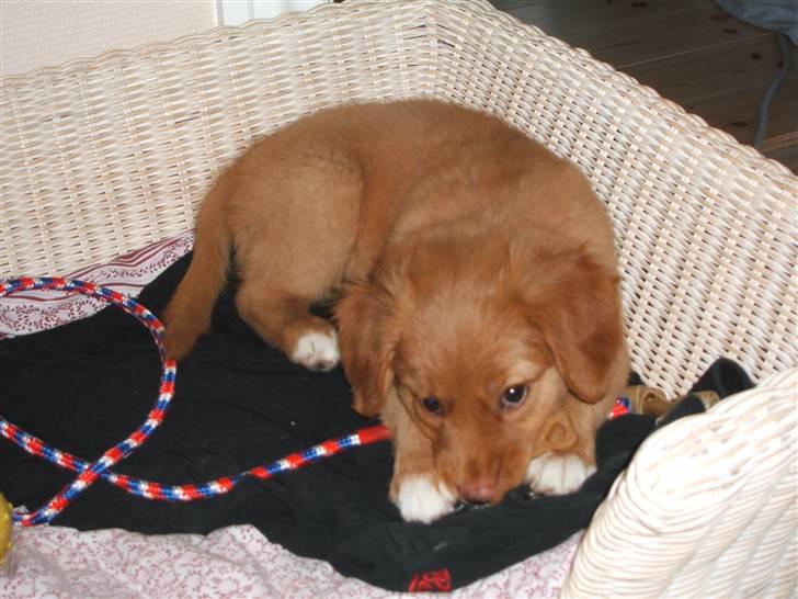Nova scotia duck tolling retriever Gaia R.I.P 11.11.11 billede 11