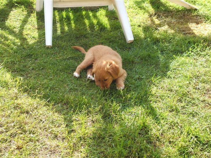 Nova scotia duck tolling retriever Gaia R.I.P 11.11.11 billede 12