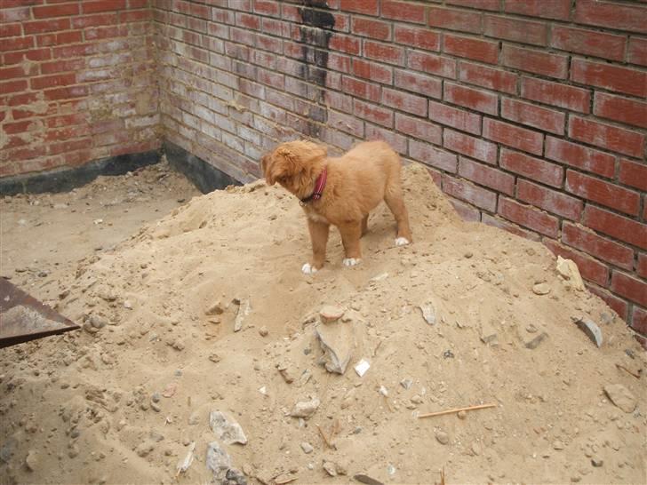 Nova scotia duck tolling retriever Gaia R.I.P 11.11.11 billede 13