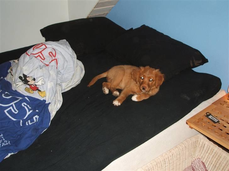 Nova scotia duck tolling retriever Gaia R.I.P 11.11.11 billede 14