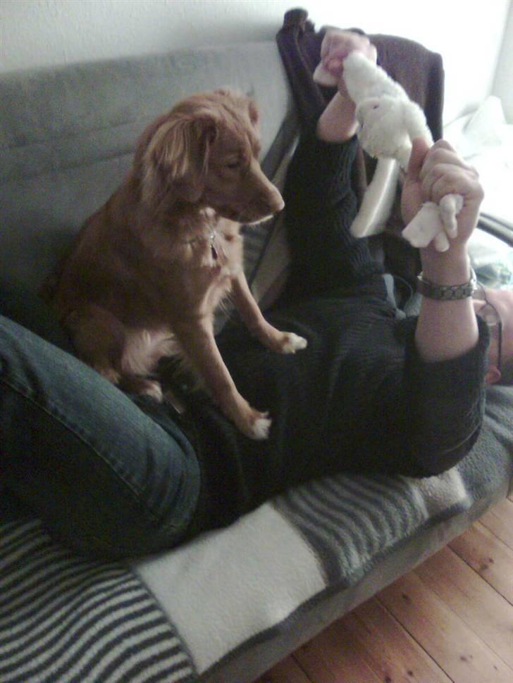 Nova scotia duck tolling retriever Gaia R.I.P 11.11.11 billede 15