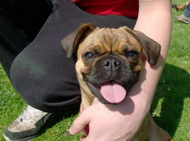 Blanding af racer Fie - Det er dejligt at sidde ved siden af far billede 14