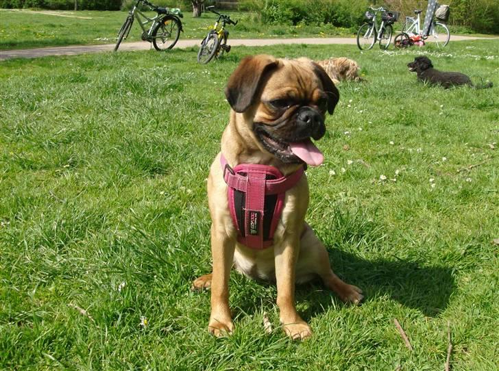 Blanding af racer Fie - En dejlig tur i Grøndalsparken til min ven Bents fødselsdag billede 15