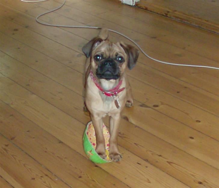 Blanding af racer Fie - Mmm... PÅSKEÆG! billede 16