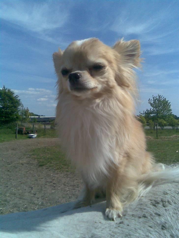 Chihuahua Butch billede 6