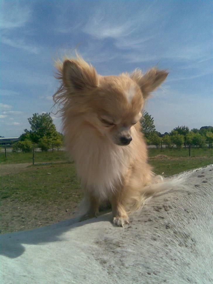 Chihuahua Butch billede 7