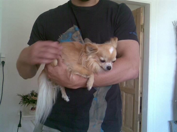 Chihuahua Butch billede 8