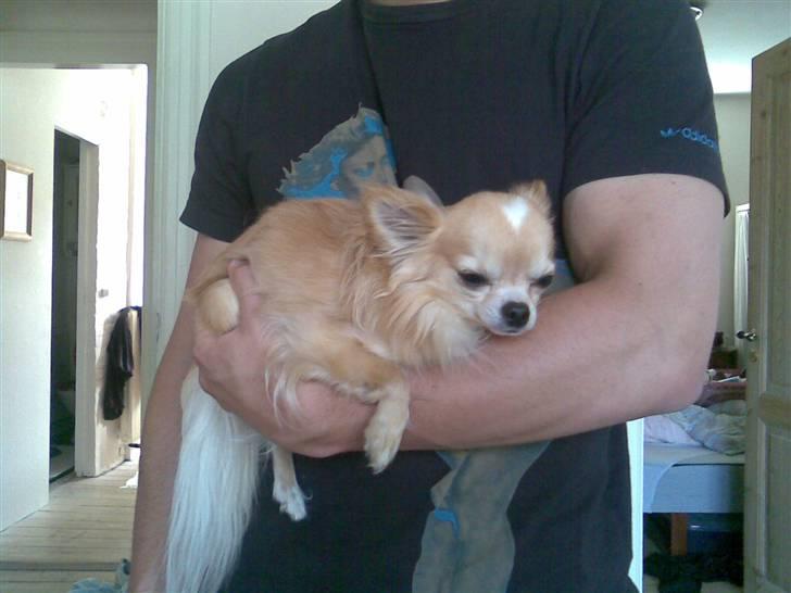 Chihuahua Butch billede 9