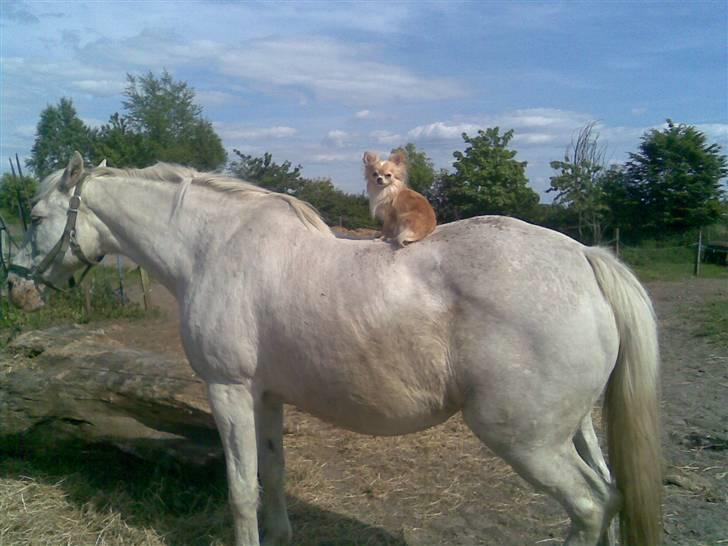 Chihuahua Butch billede 10