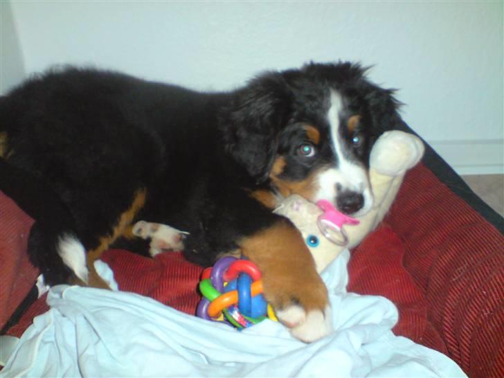 Berner sennenhund Luna - Luna med hendes nye sut :) billede 16