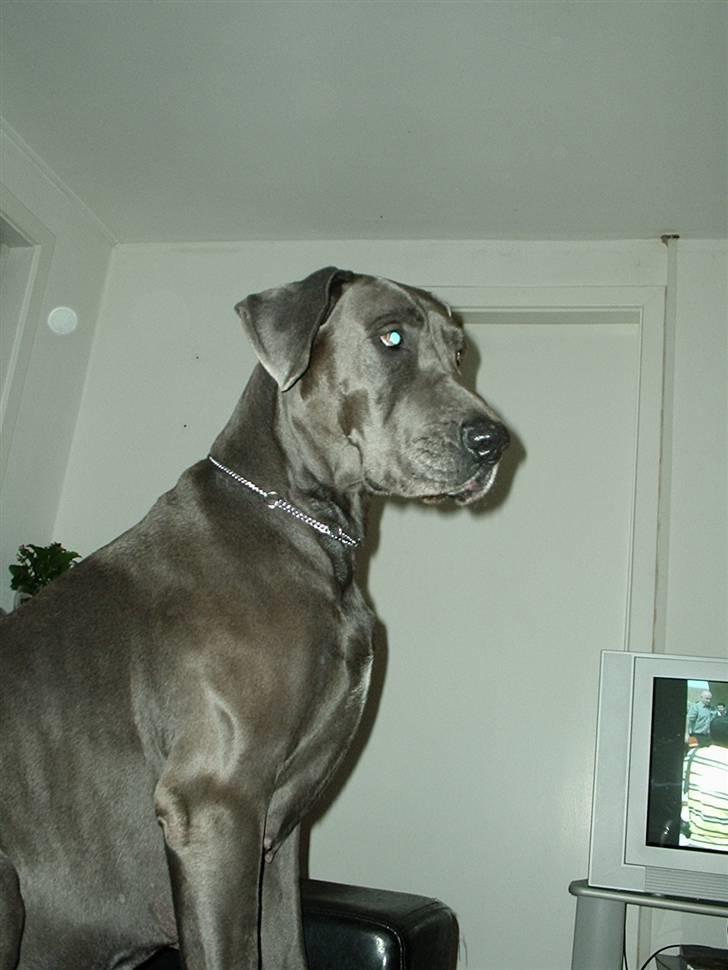 Grand danois BLUE TEMPTATION'S HOPE billede 19