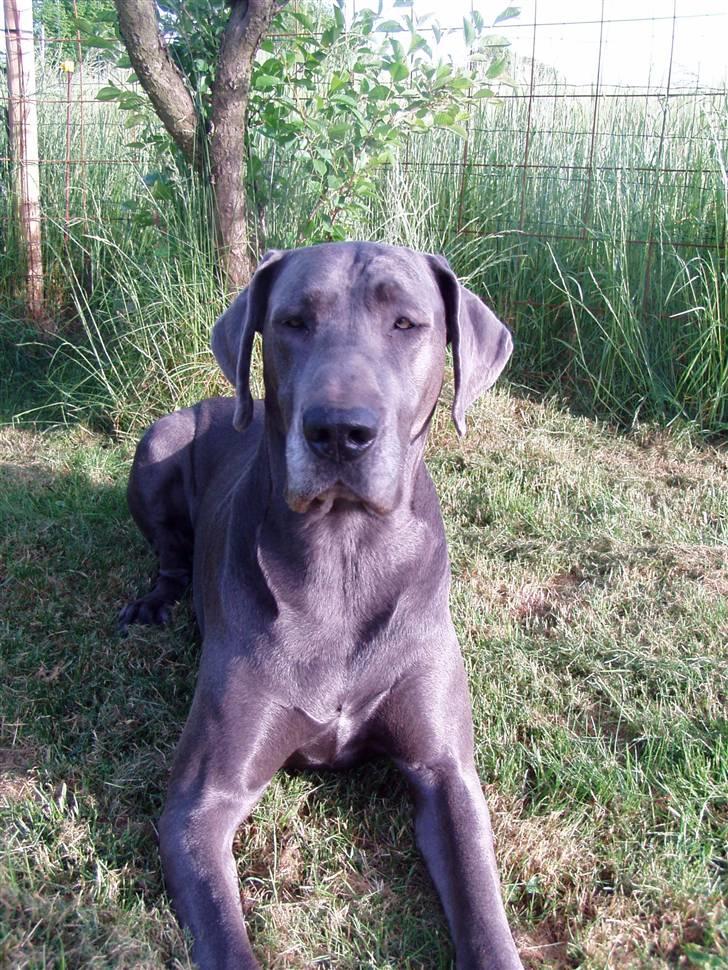 Grand danois BLUE TEMPTATION'S HOPE billede 20