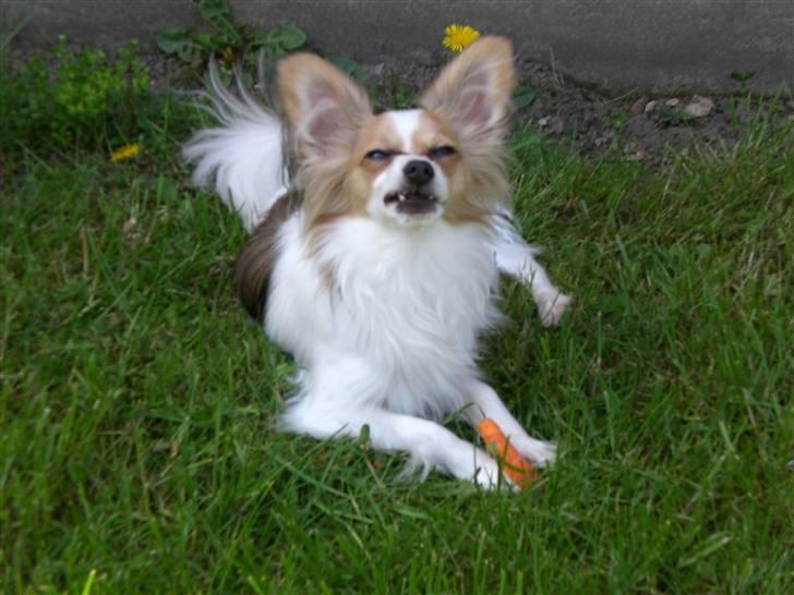 Papillon Balou  - Elsker bare at ligge i solen og gnaske :) billede 8