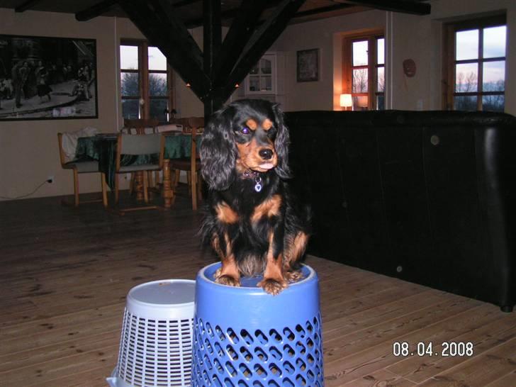 Cavalier king charles spaniel Smilla - ha nu er jeg blevet høj billede 16