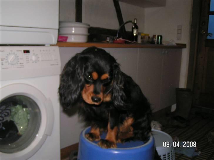 Cavalier king charles spaniel Smilla - der er langt ned for en lille hund som mig billede 18