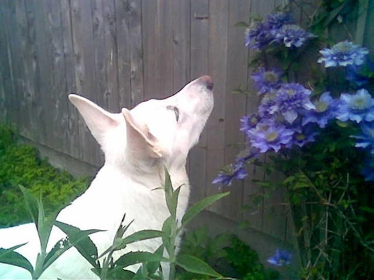 Hvid schæfer Rico - Er der en humlebi ?  billede 11