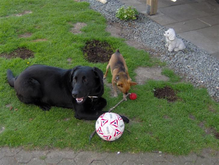 Labrador retriever Thor billede 5