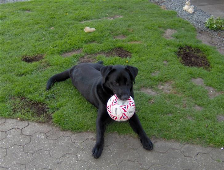 Labrador retriever Thor - jeg passer godt på bolden så cato ik tager den billede 6