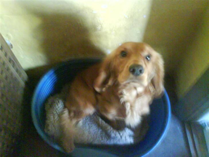 Cocker spaniel Alf - deejlig hund billede 1