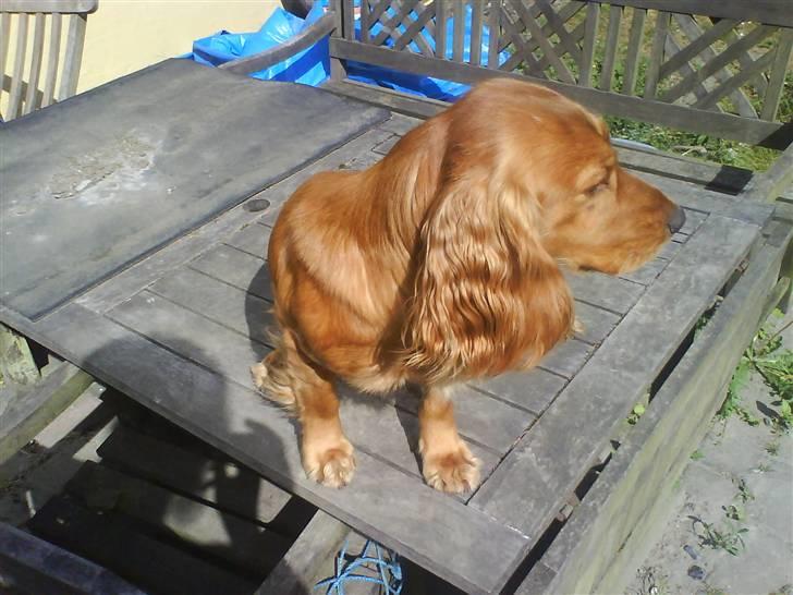 Cocker spaniel Alf - udenfor billede 2
