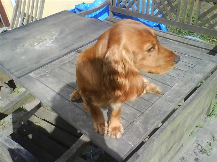 Cocker spaniel Alf - <3 billede 3