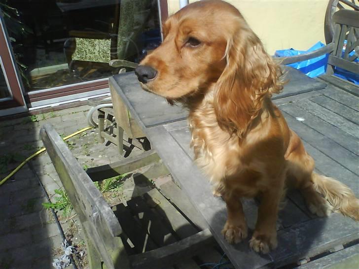 Cocker spaniel Alf - haah billede 4