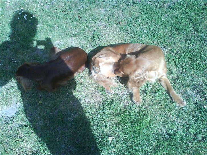 Cocker spaniel Alf - Cami & Alf billede 5