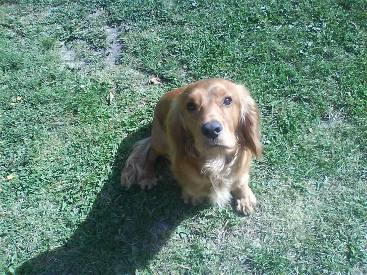 Cocker spaniel Alf - Smuk  billede 6