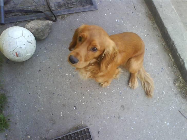 Cocker spaniel Alf - <33 billede 8