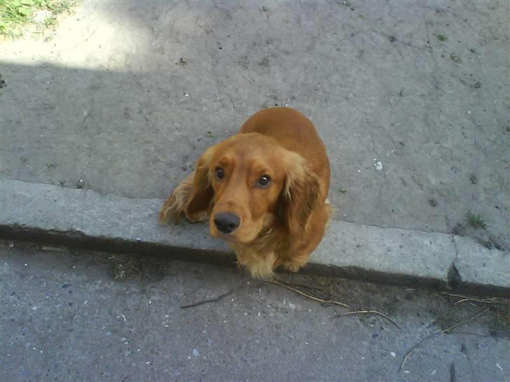 Cocker spaniel Alf - smuk billede 9