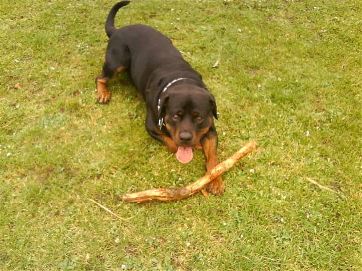 Rottweiler cæzar - CÆZAR billede 1