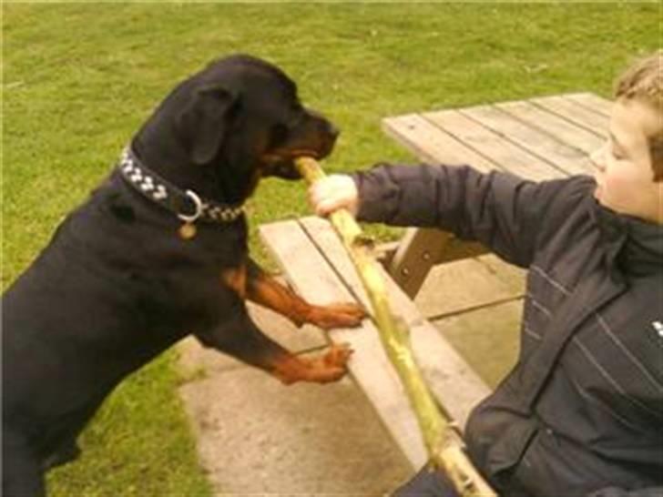 Rottweiler cæzar - MUSSEN & MIKKEL-RÆV billede 2